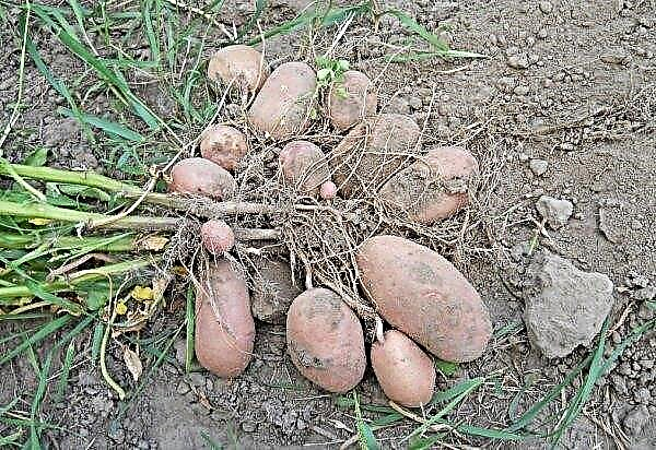 Potato Tiras: botanical description and characteristics of the variety, cultivation and care, photo