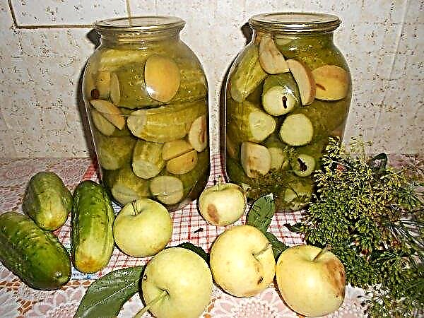 Hot pickling cucumbers: the best recipes (with vinegar, with mustard, under a nylon cover), video