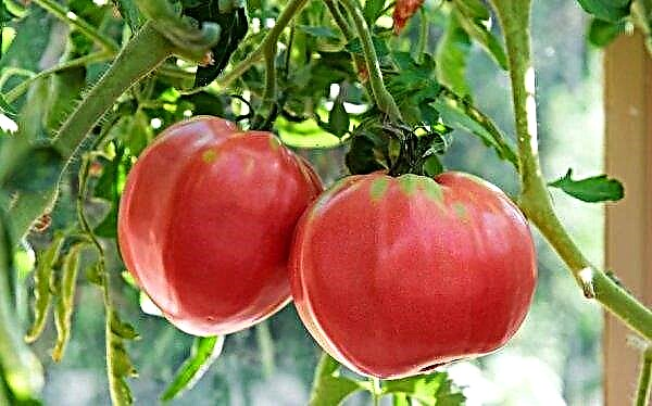 Tomate "Raspberry Giant": Eigenschaften und Beschreibung der Sorte, Foto, Ertrag, Pflanzung und Pflege, Bewertungen