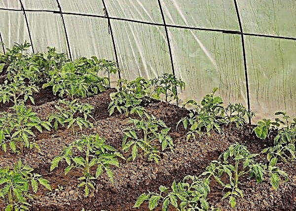 Fertilizing tomatoes in a greenhouse with yeast: advantages and disadvantages of the method, how to make a solution and how to process
