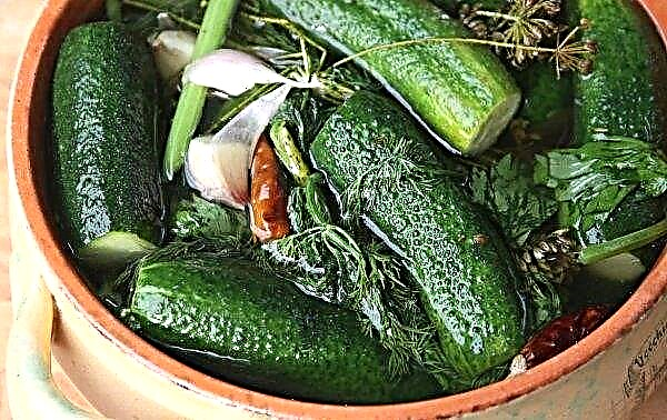 Salted cucumbers: benefits and harm to the human body, calorie content