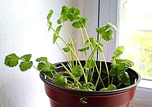 कैसे घर पर cilantro विकसित करने के लिए, गुण, लाभ, तस्वीरें