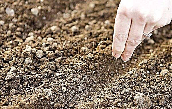Jak szybko kiełkować nasiona kopru: podstawowe metody i metody moczenia nasion