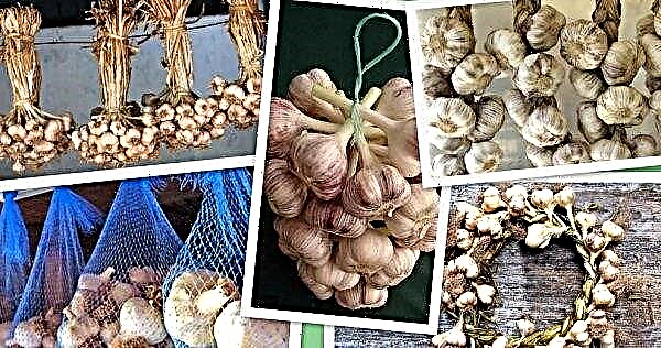 Processing of garlic before planting: what and how to process it correctly, cultivation features