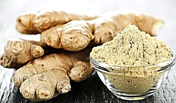 Useful and medicinal properties of ginger for a woman’s body: methods of use, contraindications