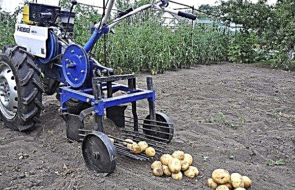 Cavar batatas com um trator de operador a pé: recomendações sobre escavadores de batata e trator de operador a pé, vídeo