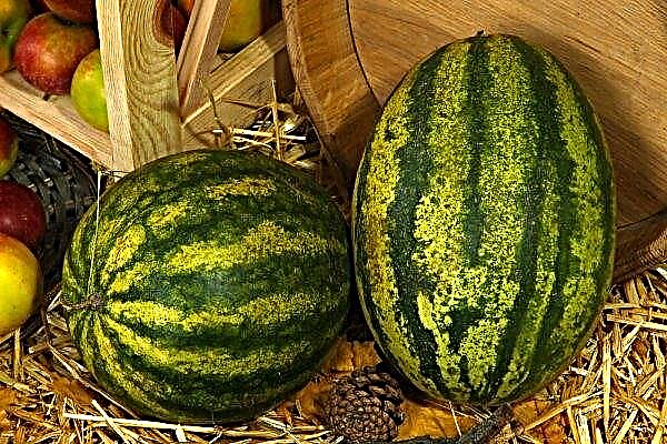 Storage of watermelons in the cellar for the winter: how to save until the new year, how much can be stored at home