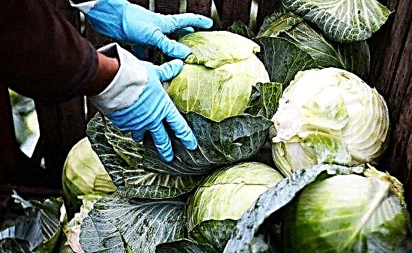 Variety cabbage Cyclops: description and characteristics of the variety, harvest characteristics, crop use, photo
