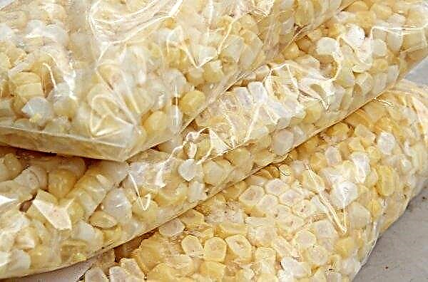How to freeze corn for the winter at home in the freezer