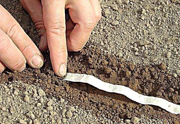 Como colar sementes de cenoura no papel para plantar com as próprias mãos: como colar e como, plantar e cuidar