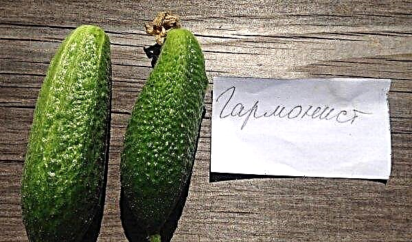 Cucumbers Harmonist F1: description, yield, photo, planting and care