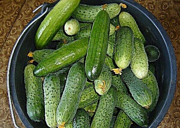 Cucumbers cultivar Beam magnificence: botanical description and characteristics, planting and cultivation agricultural technology, photo