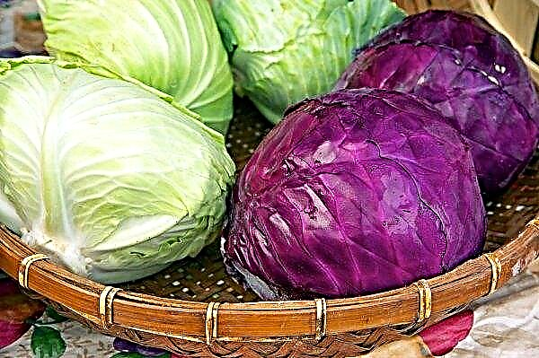 The best varieties of cabbage for pickling and pickling - how to choose, reviews