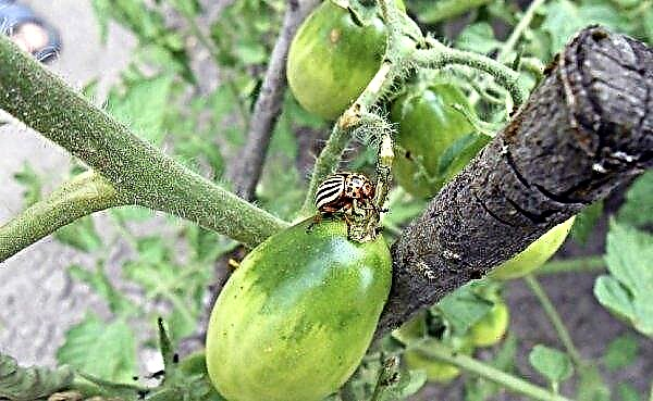 Pomidor Tretiakowski F1: opis odmiany, pielęgnacja i recenzje, zdjęcie krzewu