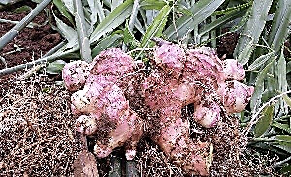 Growing ginger in the suburbs: varieties, features, step by step instructions