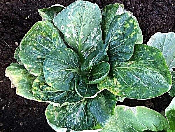 Kilaton cabbage variety: characteristics, advantages and disadvantages, cultivation and care, photo