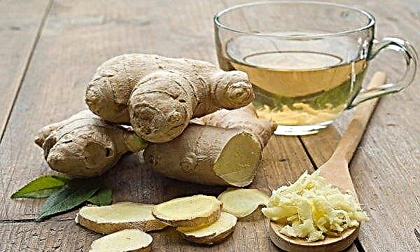 Ginger infusion for weight loss: the benefits and harms, how to cook, contraindications