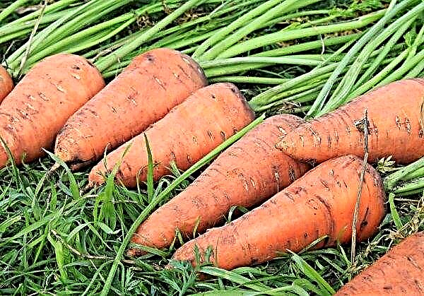 Carrot Red gergasi (Rote Riesen): keterangan dan ciri-ciri varietas, teknik penanaman pertanian dan penjagaan lebih lanjut di tanah terbuka, foto