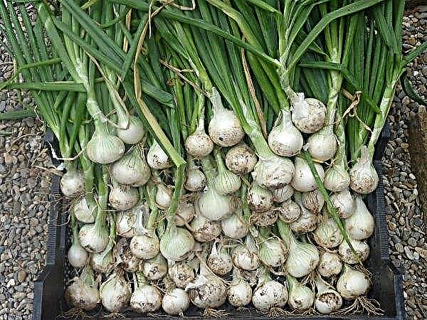 White onion: description, calorie content, benefit and harm, how it differs from the usual one, for what is used, photo