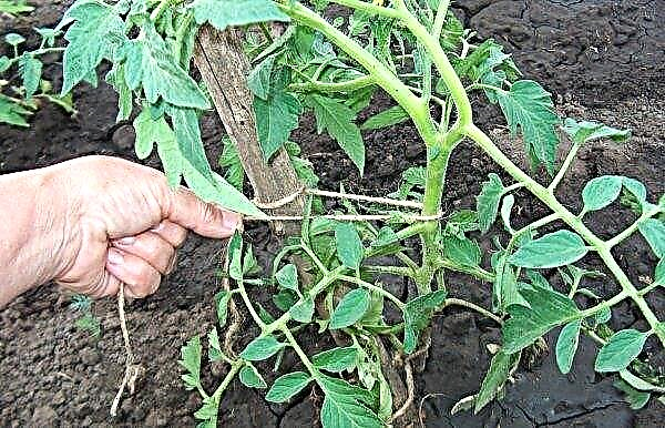 Hali-Gali Tomato: characteristics and description of the variety, photo, yield, cultivation and care