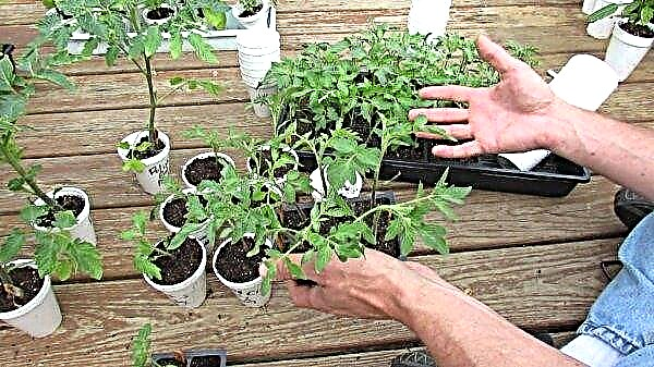 Tomaatin taimentaudit: kuvaus ja hoitomenetelmät, valokuvat, video