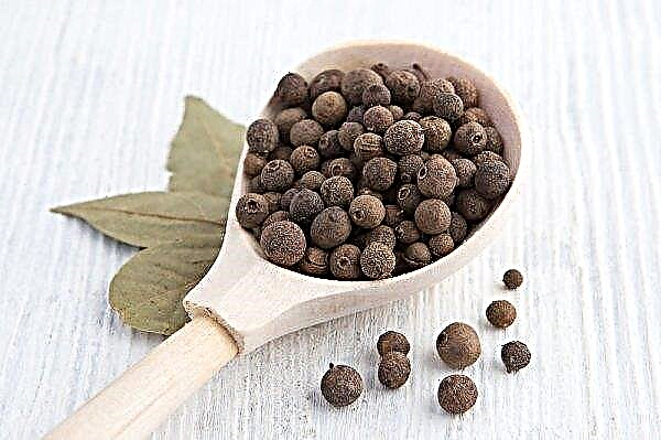 Allspice: benefits and harm to the body, features of use, photo
