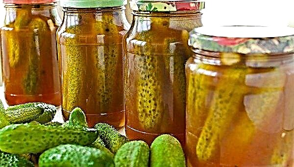 Pickled cucumbers with ketchup chili for the winter: recipes with step by step cooking, video