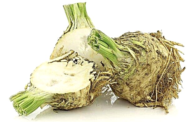 Celery root: planting, growing and caring in the open ground