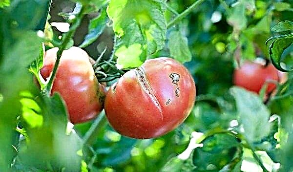 Mengapa tomato retak ketika masak di rumah hijau: sebab utama, apa yang harus dilakukan dan bagaimana menanganinya, foto