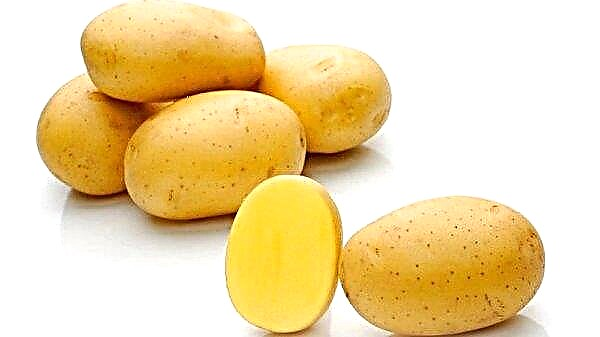Potato Natasha: Eigenschaften und Beschreibung der Sorte, Anbau und Ertrag, Foto