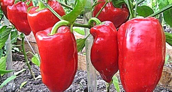 Qu'est-ce que le paprika - une description et en quoi il diffère du poivron rouge