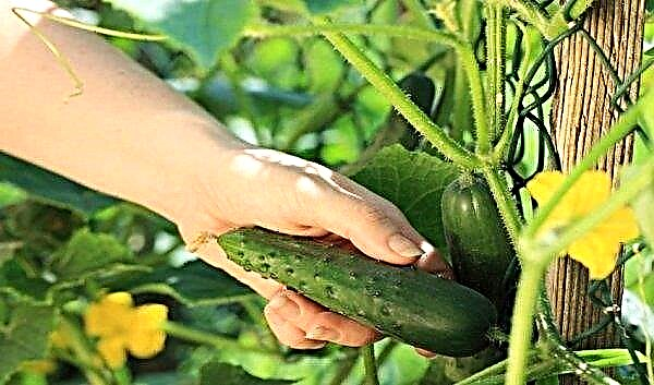 Cucumbers Phoenix: characteristics and description of the variety with a photo, how much yield, features of cultivation