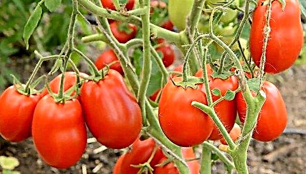 Stolypin de tomate - características e descrição da variedade, foto, comentários