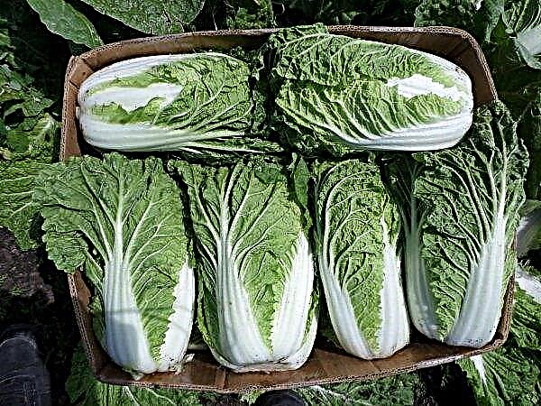 Peking cabbage: features of cultivation and care, selection of culture, properties, photo
