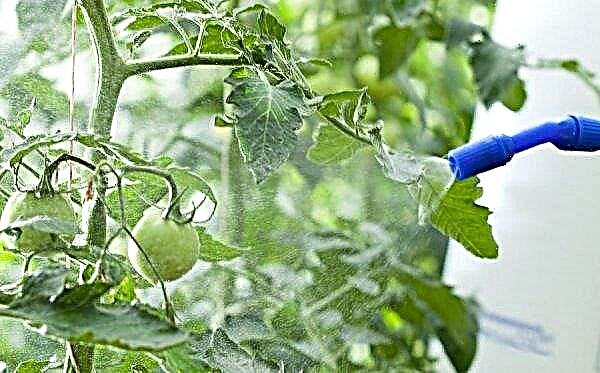 トマト「Blagovest」：品種の特徴と説明、写真、収穫量、植え付けと手入れ