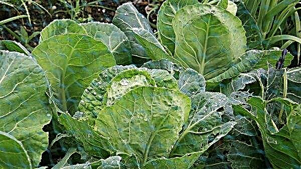 How to treat cabbage with vinegar from pests: basic processing rules