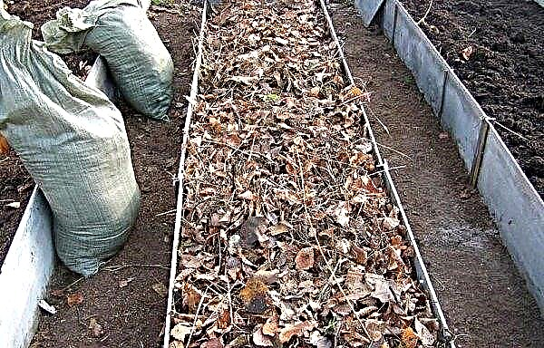 Como cobrir o alho para o inverno da geada: características de plantar alho no inverno, aquecer as camas