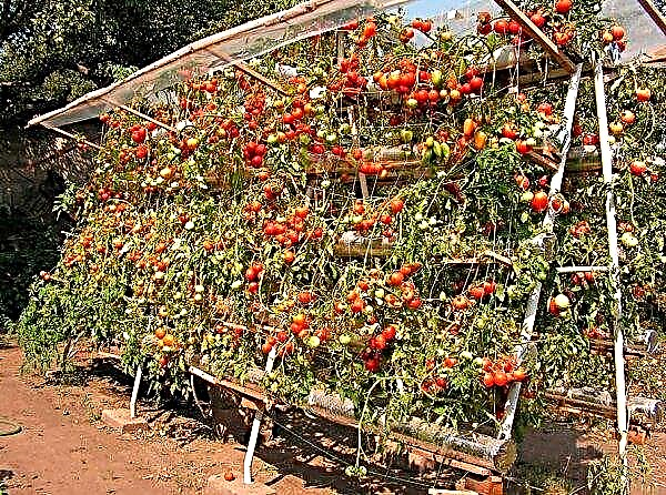 كيفية ربط الطماطم في دفيئة: طرق الرباط ، تجول ، صور ، فيديو