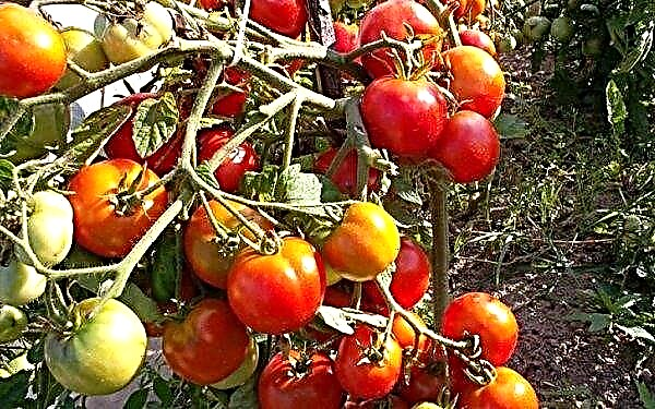 الطماطم "Irina F1": خصائص ووصف الصنف ، الصورة ، المحصول ، الزراعة والرعاية