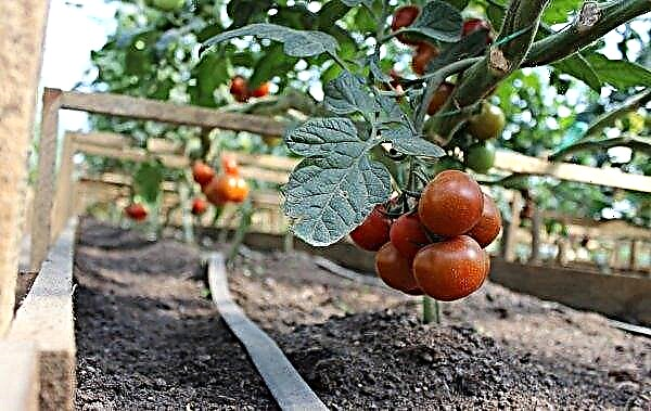 Orugas en tomates en un invernadero: qué hacer y cómo luchar, motivos de aparición, foto