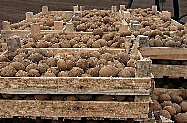 Varietas kentang Belmondo: karakteristik varietas, budidaya pertanian dan perawatan penanaman, foto