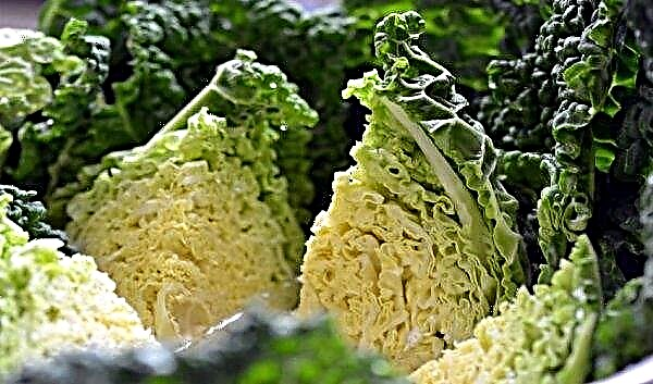 Savoy cabbage: the benefits and harms, cultivation and care in the open ground, what to cook, can it be fermented for the winter