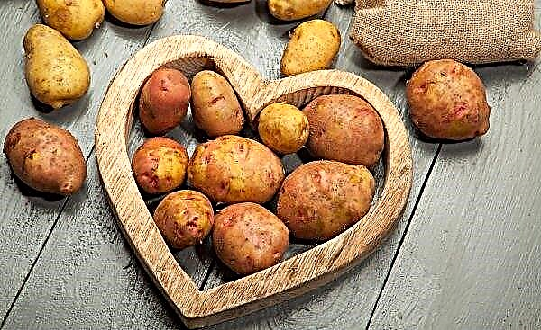 Сортове картофи Svitanok Киев: описание на сорта, засаждане и грижи, предимства и недостатъци, снимка