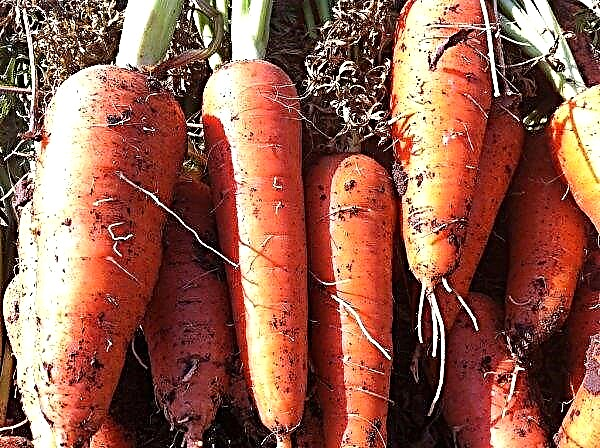 Carrots Abako: characteristics and description of the variety, features of care and growing at home, photo