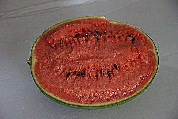 Watermelon Bedouin F1: description et caractéristiques de la variété, avantages et inconvénients, culture et entretien, photo