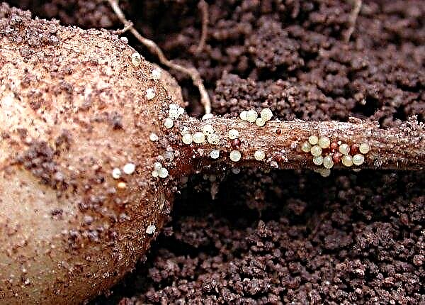 Why do potatoes crack in the ground: causes and methods of struggle, photo