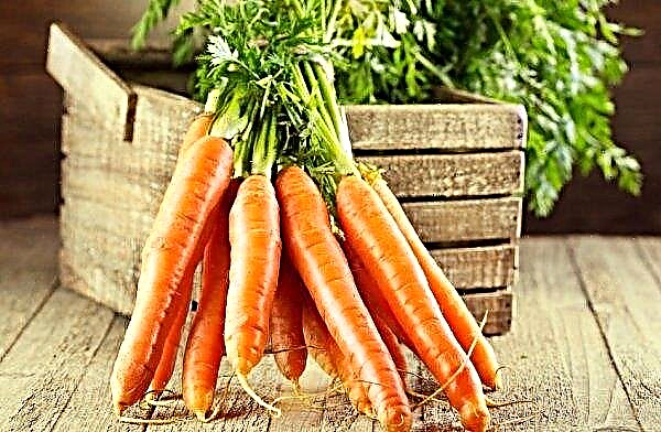 Cómo cortar zanahorias para almacenarlas durante el invierno: métodos y características, foto