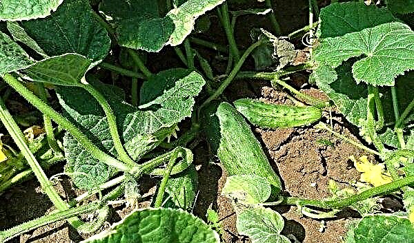 Cucumbers Paratunka f1: characteristics and description with photos, distinguishing features, disadvantages and advantages of the variety, cultivation secrets