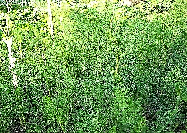 Planting dill in open ground with seeds in summer: cultivation and care