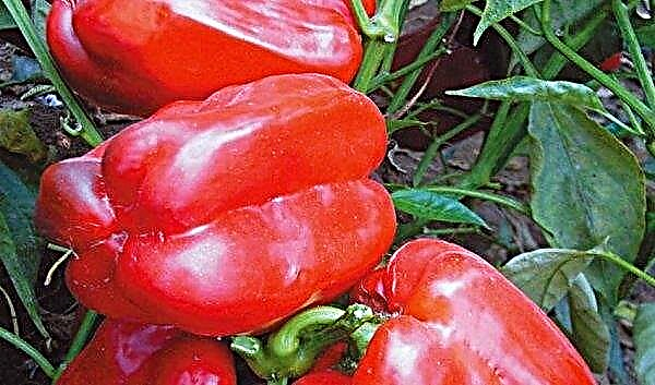 Pepper Hercules: beskrivning och egenskaper, funktioner för odling, vård av sorten och avkastningen, foto
